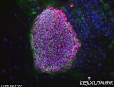 克隆技术制造匹配细胞 未来或可治疗疾病